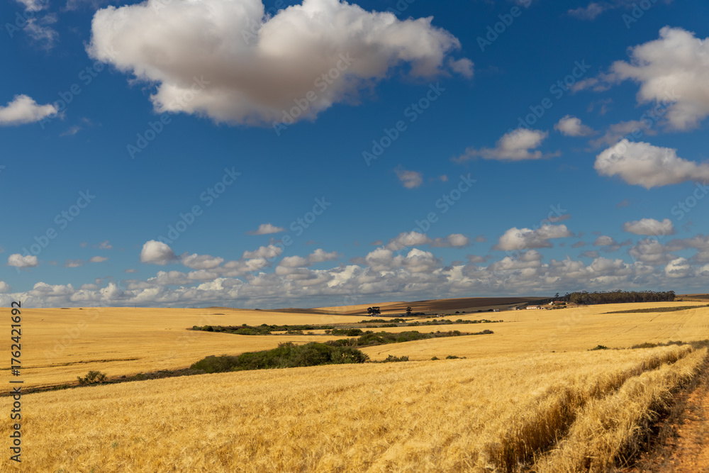 Fototapeta premium wheat field and blue sky