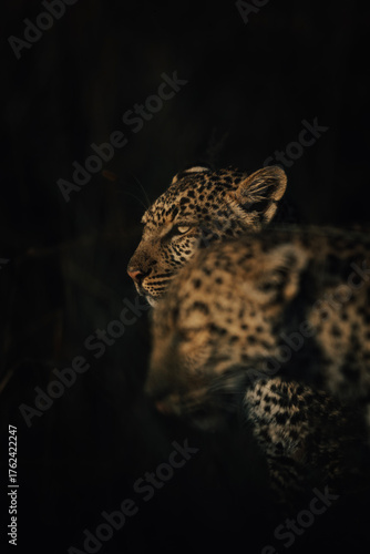 portrait of a leopard cub with mother
