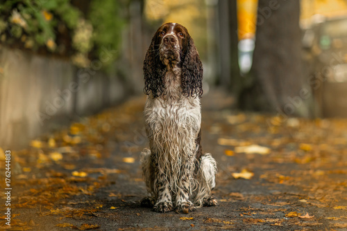 Foto Wet English Springer Spaniel sitting on an autumn street surrounded by fallen ye