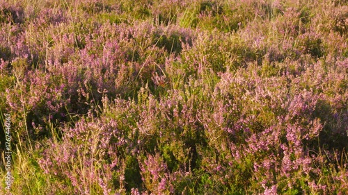 purple colored heather in august mear the city of Ermelo. semi close-up Panorama