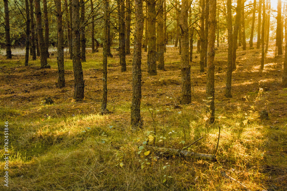 Fototapeta premium Forest sunset