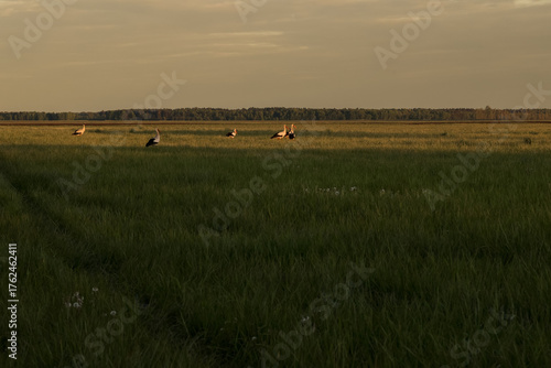 Flock of storks in field under dramatic sunset sky
