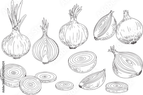 Black and white hand drawn onions and slices sliced onion whole onion