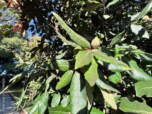 Tableau sur toile Quercus ilex (holm oak, evergreen oak) tree with acorns and leathery green leaves under natural sunlight