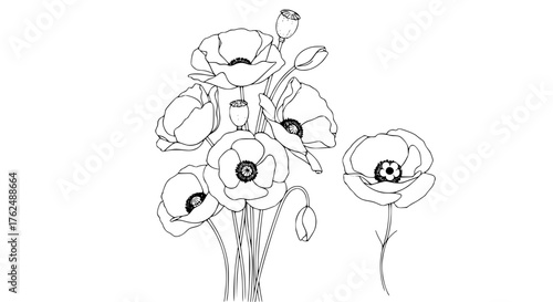Line art of poppy flowers as a tribute for Remembrance Day, elegant monochrome style
