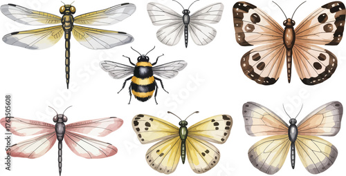 Collection of watercolor insects dragonflies butterflies and bee