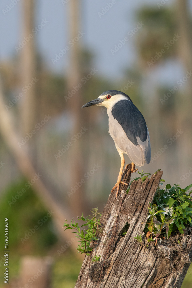 Fototapeta premium Black crowned Night Heron, Nycticorax nycticorax, Bañado La Estrella, Formosa Province, Argentina