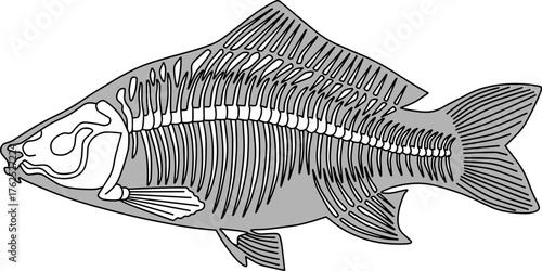 fish anatomy vector illustration isolated on white background