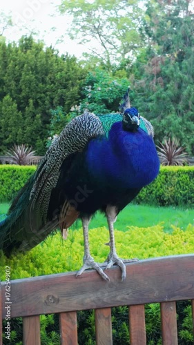 Blue peacock in the park on th greeen background 