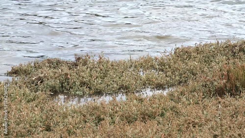  water with beautiful reflexes hitting plants on the shore