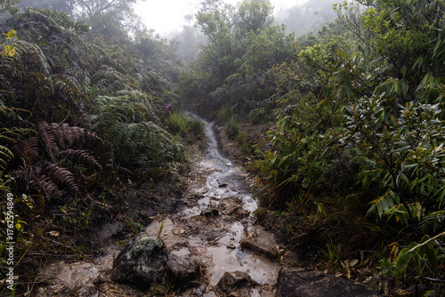 Exploring Caracas, Venezuela. Semi-paramo vegetation and landscape in Waraira Repano National Park. Hiking in the Avila Mountains