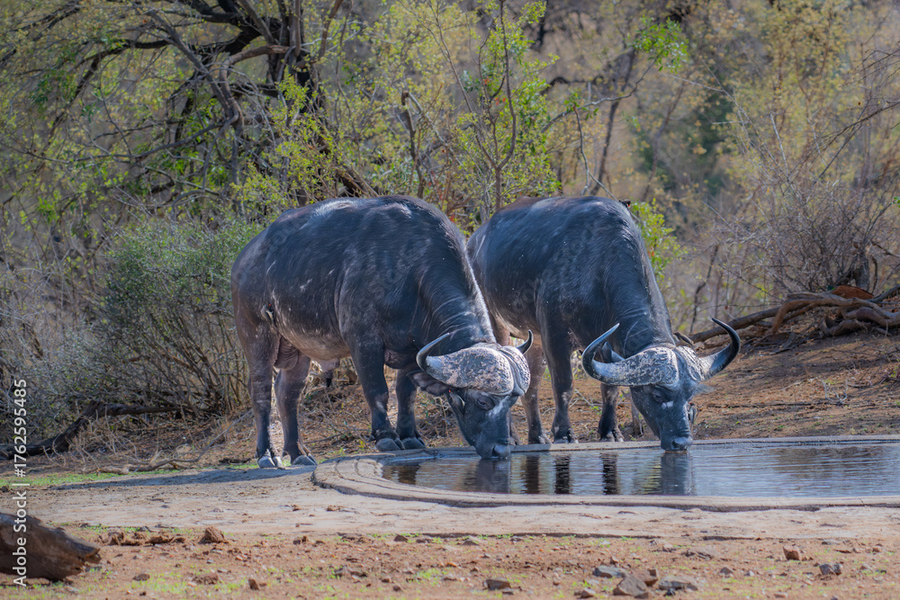 Fototapeta premium Pair of African Buffalo drinking