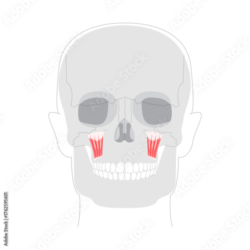 Levator labii superioris - Human facial muscle shown in anatomy chart, elevates the upper lip enabling snarling or showing teeth, essential in anatomy education and clinical settings