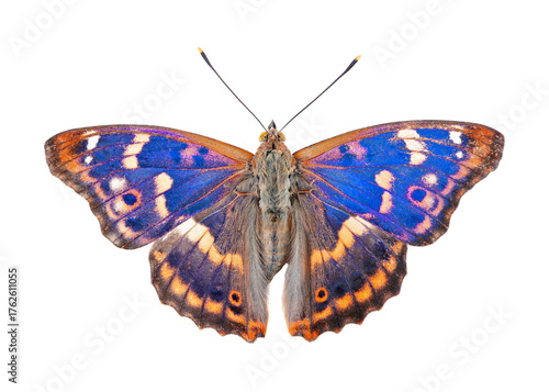 Butterfly isolated on white. Purple emperor butterfly (Apatura iris) isolated on a transparent background
