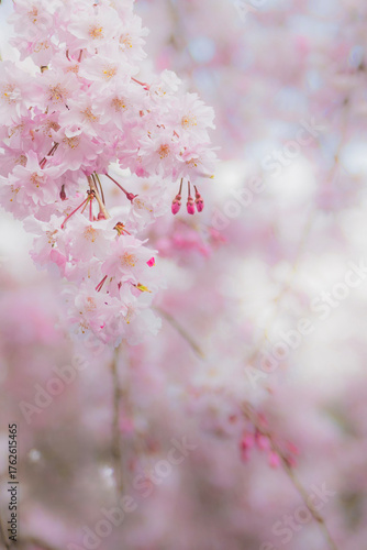 Dreamy Pastel Cherry Blossoms in Full Bloom