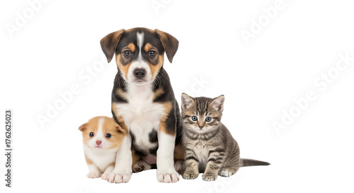 Cute puppy and kitten sitting together isolated on black background, adorable pets and animals, perfect for pet care and adoption concepts