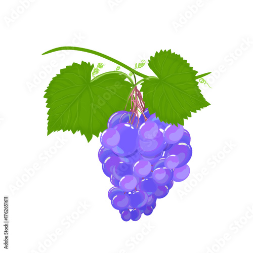 illustration of grapes with leaves without background