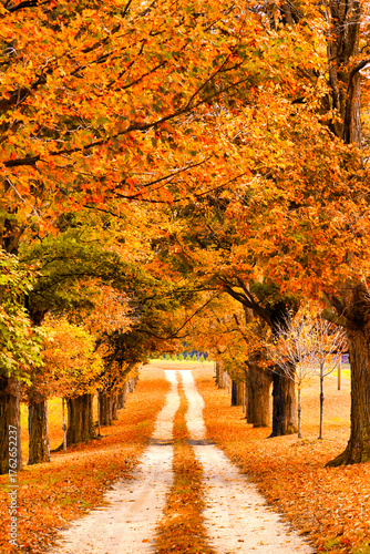 Colorful fall road