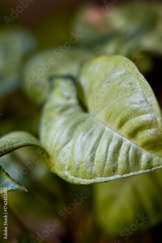 Close-up of an arrowhead leaf 