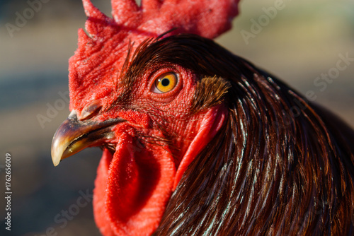 Rooster closeup eye