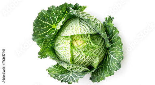 Savoy cabbage isolated on white background
