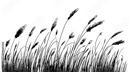tall grass with feathery tops swaying in the wind, perfect for nature or botanical design themes.