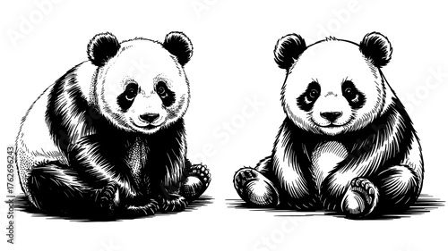 pandas sitting and facing forward, drawn with detailed cross-hatching for texture and realistic shading.