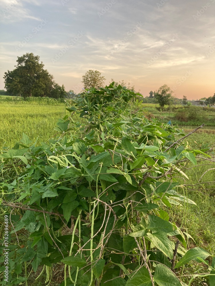 Obraz premium The agriculture in Thailand in winter season