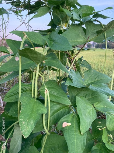 The agriculture in Thailand in winter season
