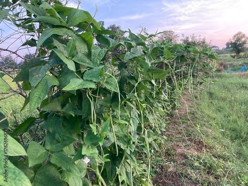 The agriculture in Thailand in winter season