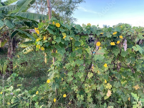 The agriculture in Thailand in winter season
