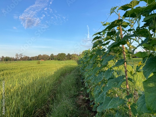 The agriculture in Thailand in winter season
