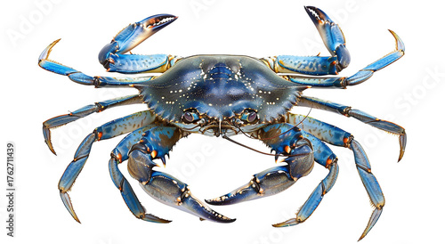 Blue crab isolated on white background