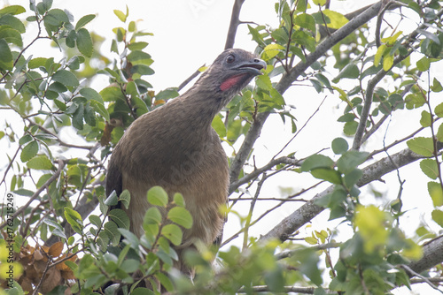 Plain chachalaca in a tree.