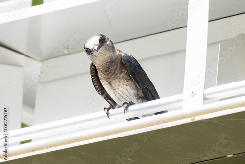 Curious purple Martin 