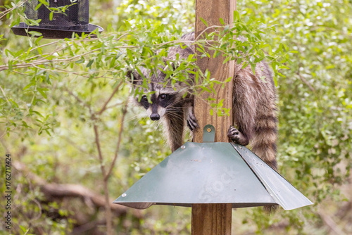 Tablou pe pânză Raccoon standing on a squirrel deterrent baffle attached to a wooden post hiding in leaves