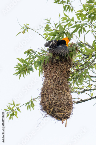 Εκτύπωση καμβά Baltimore oriole on top of a nest hanging from a tree.