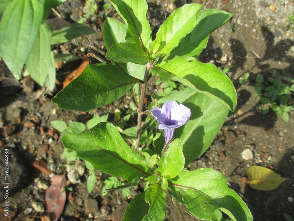 Fototapeta premium These blue flowers are usually planted to decorate the terrace of the house