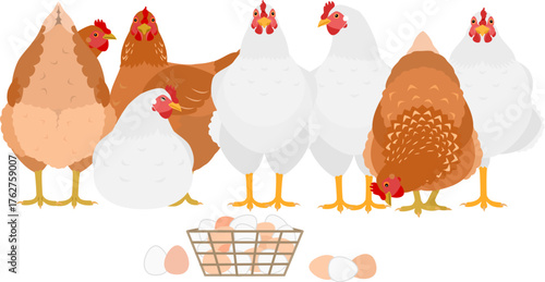 group of white and brown chickens with a egg basket and eggs