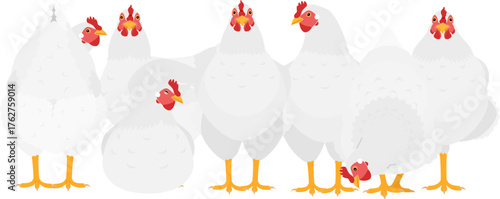 group of white chickens
