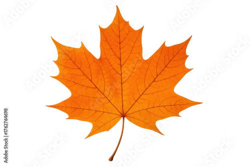 Wallpaper Mural Maple leaf displaying vibrant orange color and intricate veins, symbolizing autumn season and changes Torontodigital.ca