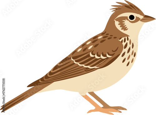 Detailed Illustration of a Brown Eurasian Skylark Bird on White Background