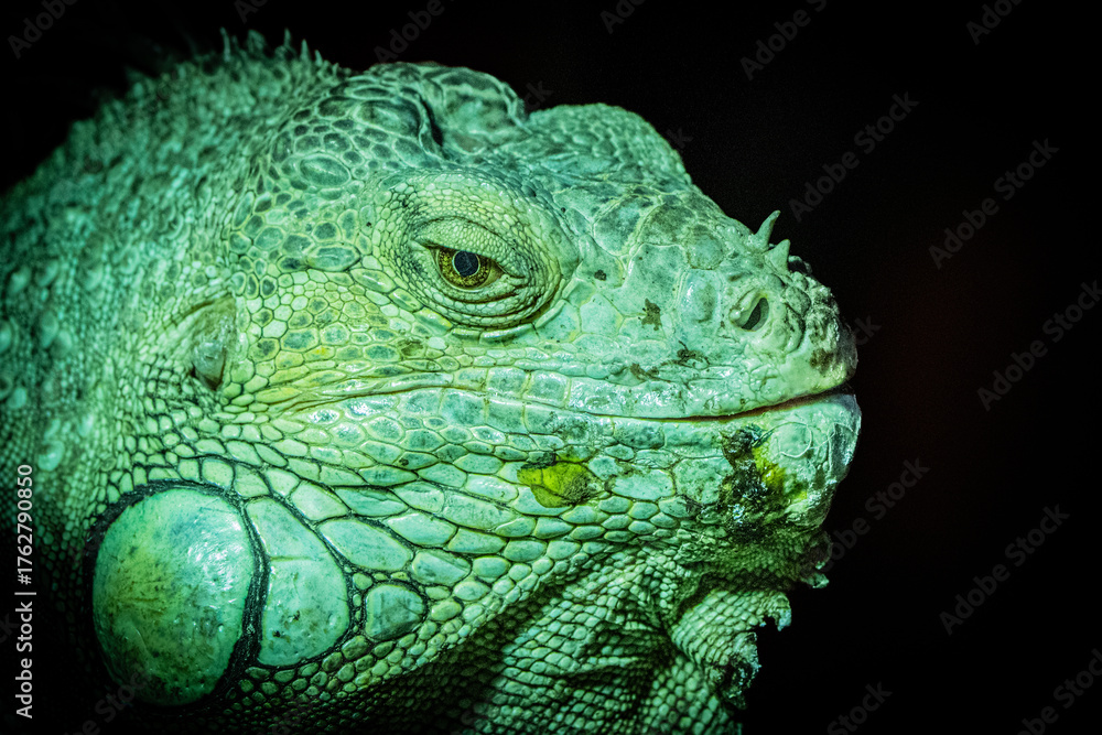 Fototapeta premium guana verde em pose sobre tronco — símbolo de calma, adaptação e natureza exótica.