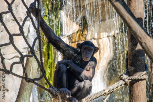 Chimpanzé pensativo em ambiente natural — símbolo de inteligência e emoção animal