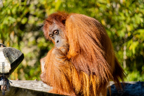 Orangotango adulto em pose serena na floresta tropical — símbolo de sabedoria e introspeção