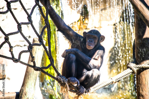 Chimpanzé pensativo em ambiente natural — símbolo de inteligência e emoção animal