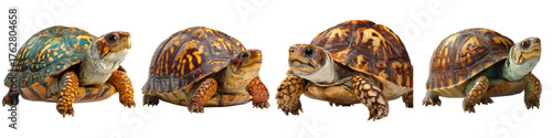 Delightful collection of colorful box turtles, showcasing nature's beauty and diversity in wildlife, perfect for educational materials and conservation efforts