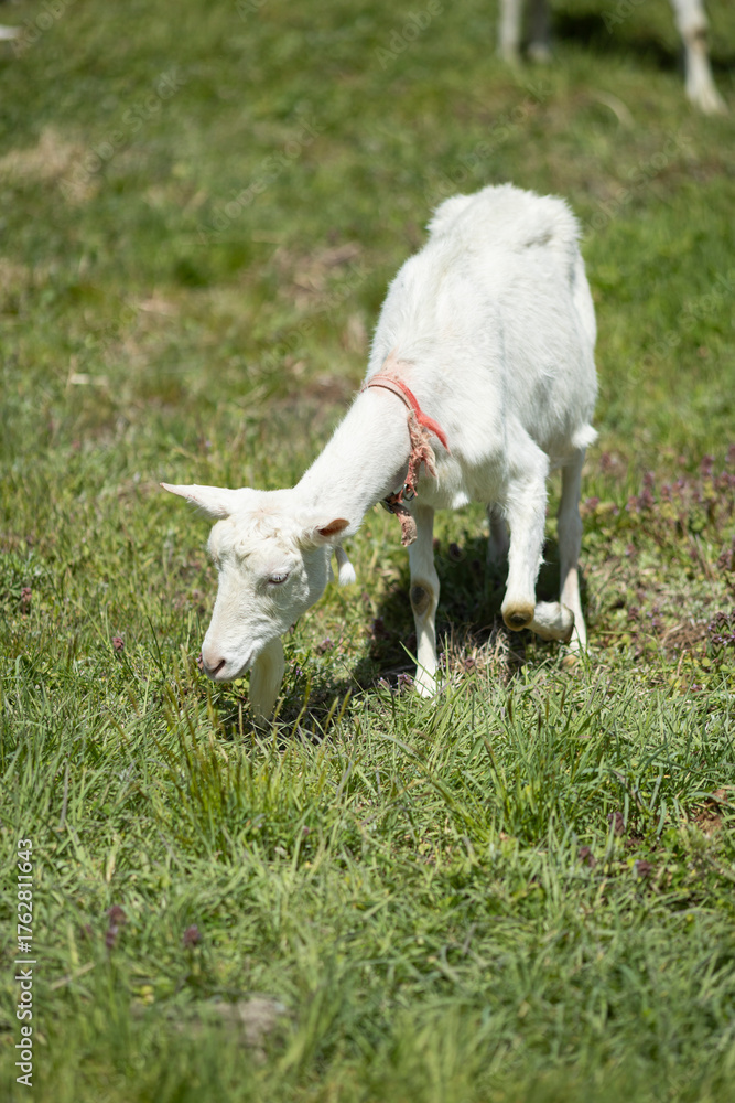 Obraz premium 草を食べるヤギ