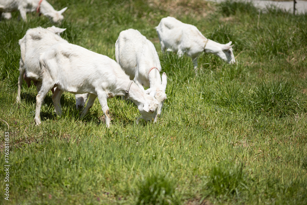Obraz premium 草を食べるヤギ