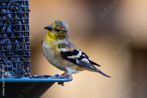 Close up of an American goldfinch (Spinus tristis) in winter plumaged perched on a feeder looking at black oiled sunflower seeds during autumn in Wisconsin.